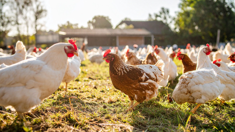 Inovação e manejo sustentável na pecuária de elite explicados por Aldo Vendramin.