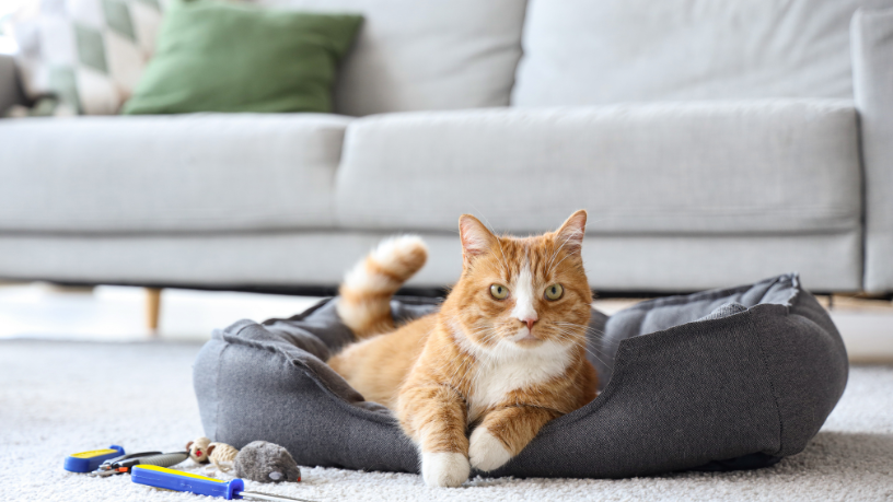 Tiago Schietti ressalta que especialização e qualificação técnica são diferenciais no setor pet.